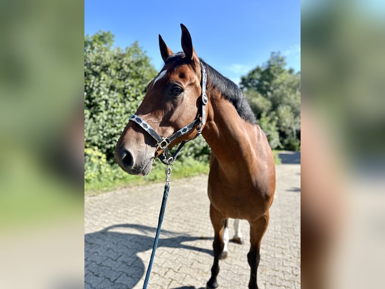 Belgiskt varmblod Valack 9 år 172 cm Brun in Murrhardt