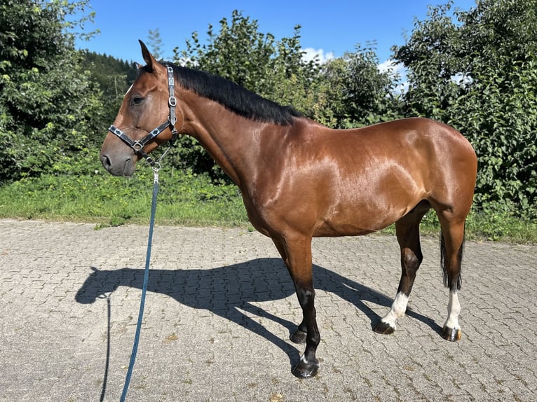 Belgiskt varmblod Valack 9 år 172 cm Brun in Murrhardt