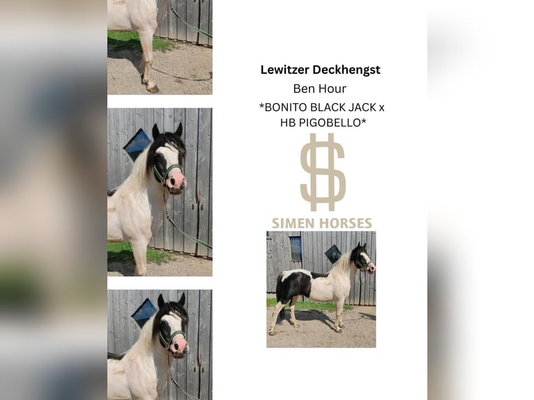 BEN HOUR Lewitzer Mix Hengst Schecke in Steinen