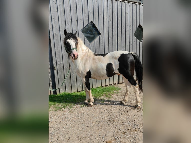 BEN HOUR Lewitzer Mix Stallion Pinto in Steinen