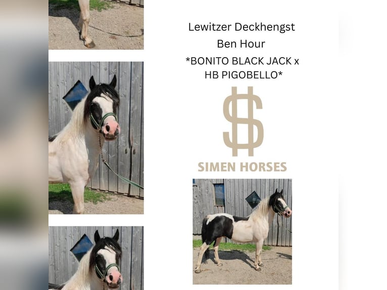 BEN HOUR Lewitzer Mix Stallion Pinto in Steinen
