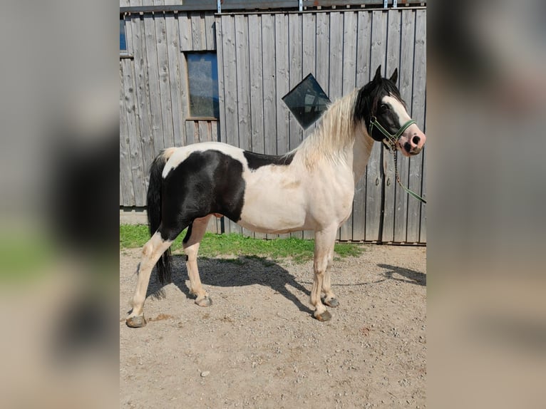 BEN HOUR Lewitzer Mix Stallion Pinto in Steinen