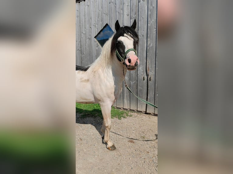 BEN HOUR Lewitzer Mix Stallion in Steinen