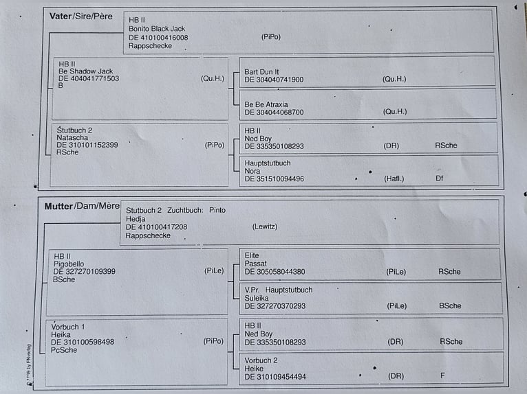BEN HOUR Lewitzer Mix Stallone Pezzato in Steinen