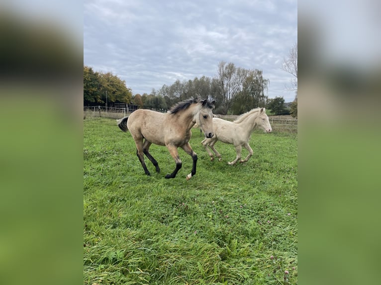 Berber-Arabier Hengst 1 Jaar Perlino in Gemmenich