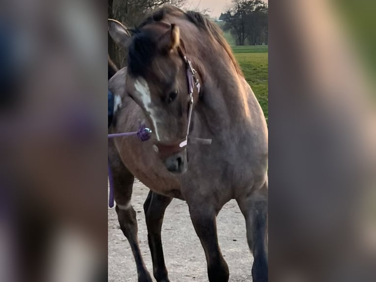 Berber-Arabier Mix Hengst 1 Jaar Schimmel in Alfdorf