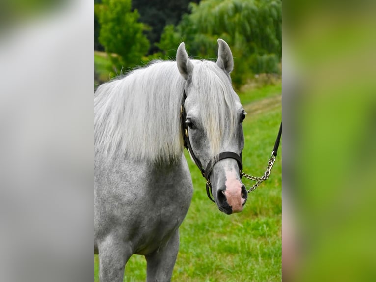 Berber-Arabier Hengst 4 Jaar 150 cm Vliegenschimmel in Arnstorf