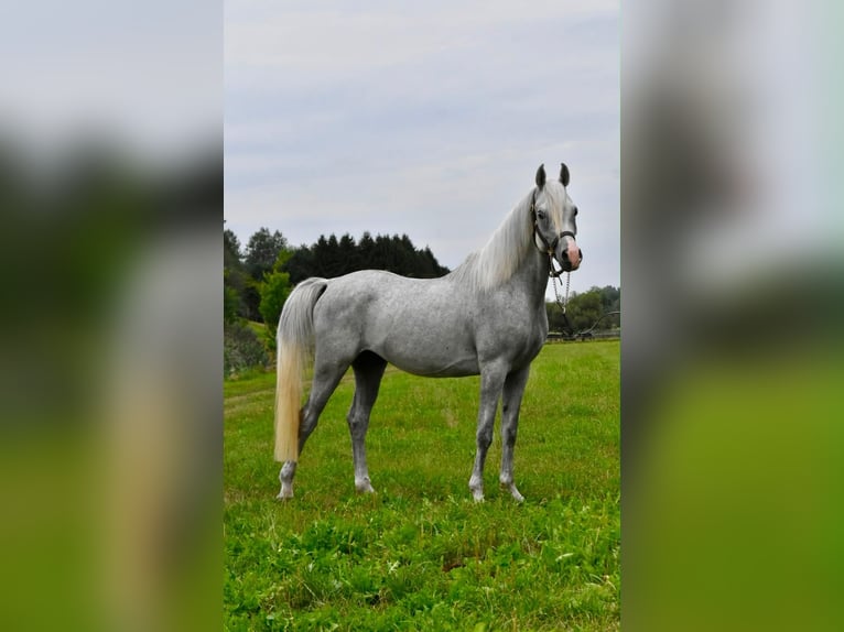 Berber-Arabier Hengst 4 Jaar 150 cm Vliegenschimmel in Arnstorf
