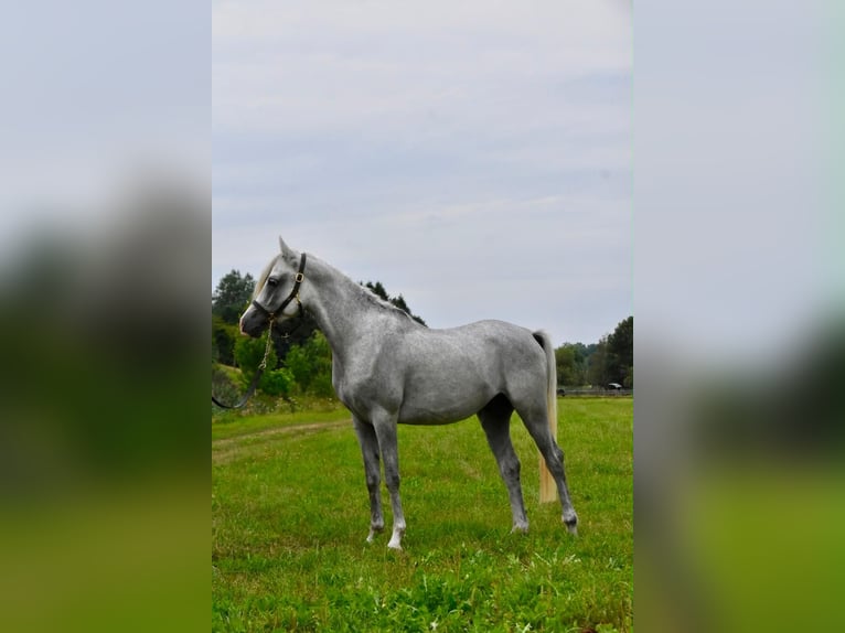 Berber-Arabier Hengst 4 Jaar 150 cm Vliegenschimmel in Arnstorf