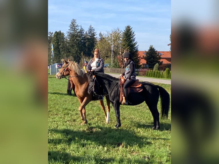 Berber-Arabier Mix Merrie 10 Jaar 150 cm Zwart in Rohrdorf