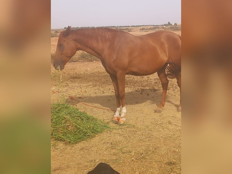 Berber-Arabier Merrie 10 Jaar 166 cm Vos in fkih ben salah