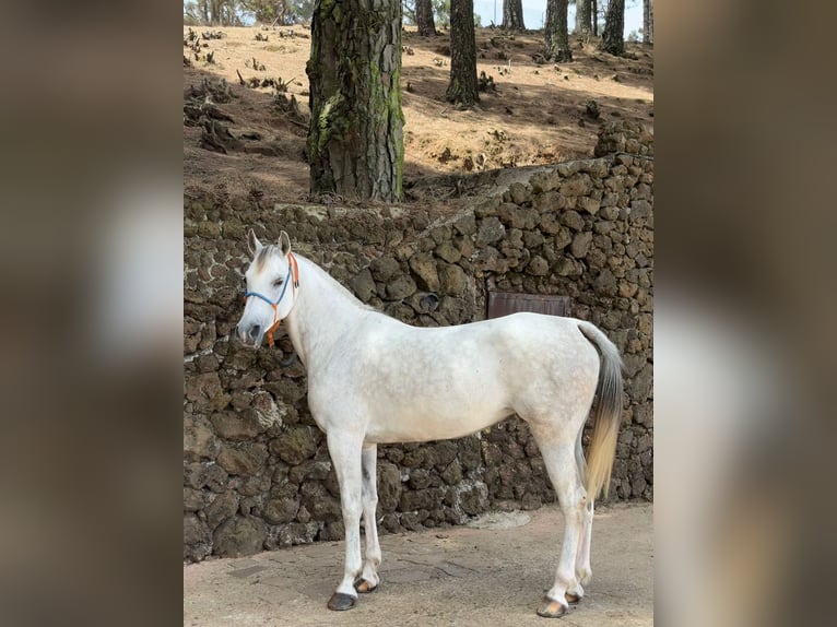 Berber-Arabier Merrie 11 Jaar 155 cm Schimmel in ICOD DE LOS VINOS