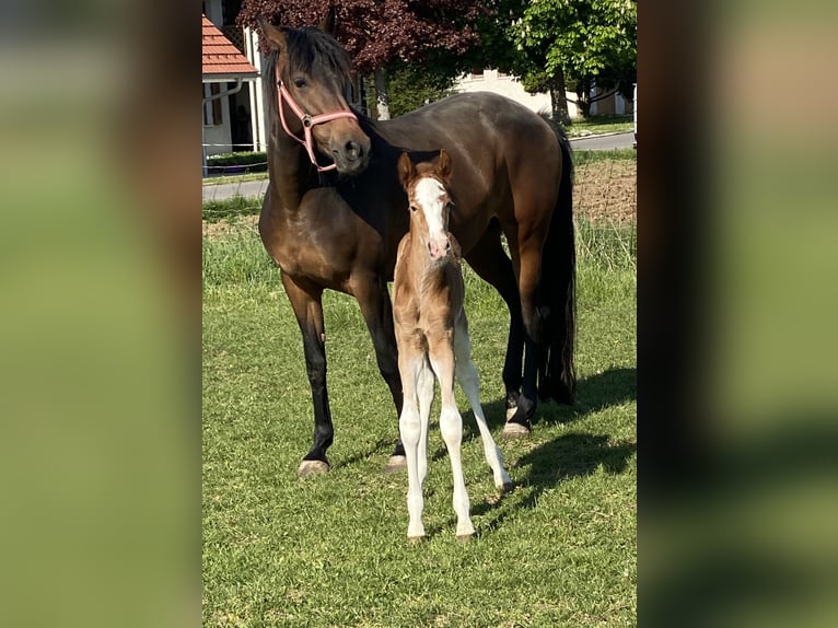 Berber-Arabier Merrie 1 Jaar 154 cm Rood schimmel in Hohenstein Bernloch