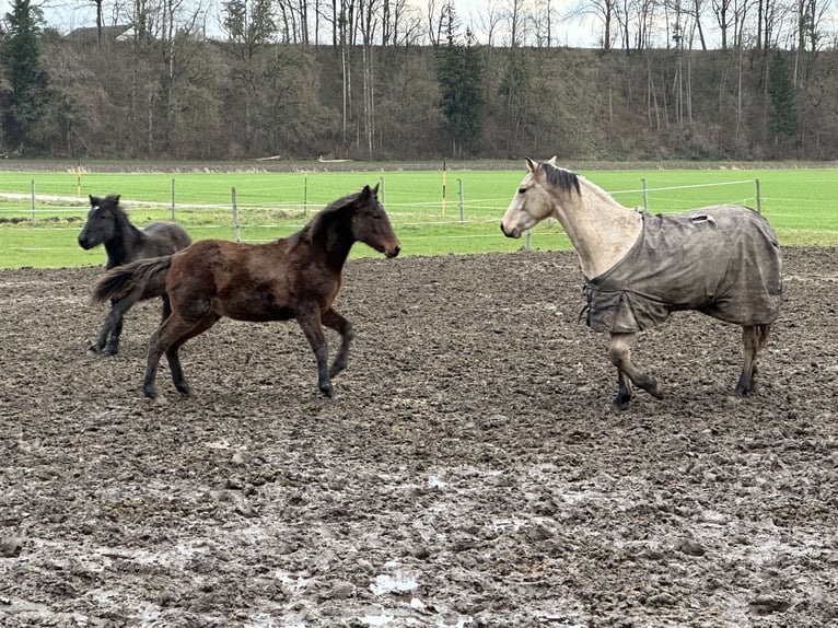 Berber-Arabier Merrie 1 Jaar 158 cm Roodbruin in EngelsbergEngelsberg