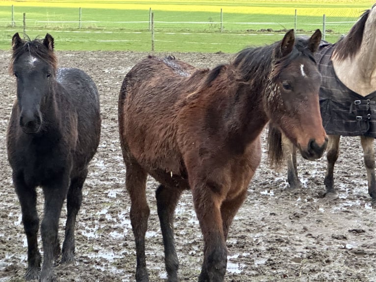 Berber-Arabier Merrie 1 Jaar 158 cm Roodbruin in EngelsbergEngelsberg