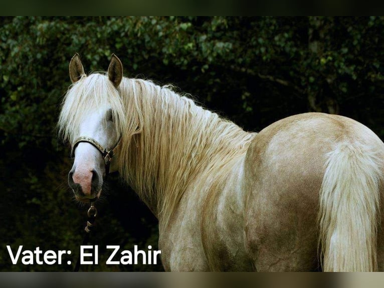 Berber-Arabier Merrie 3 Jaar in Stelzenberg