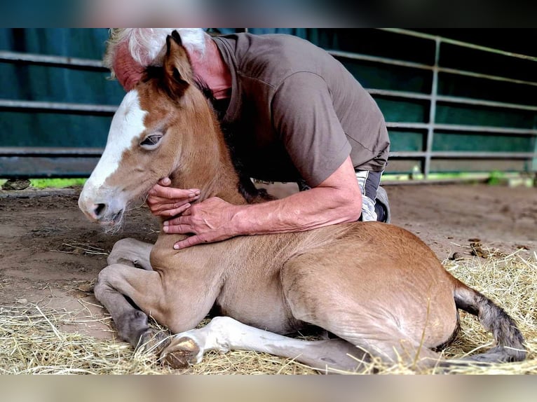 Berber-Arabier Merrie 3 Jaar in Stelzenberg