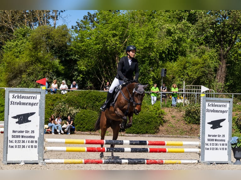 Berber-Arabier Mix Merrie 4 Jaar 155 cm Bruin in K&#xF6;ln