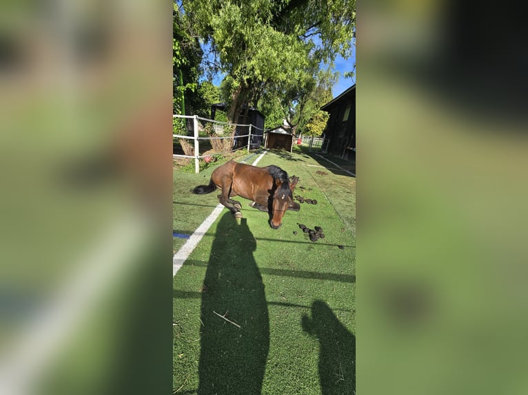 Berber-Arabier Mix Merrie 4 Jaar 155 cm Bruin in K&#xF6;ln
