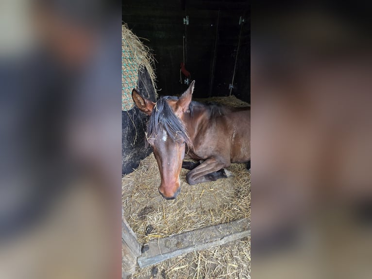 Berber-Arabier Mix Merrie 4 Jaar 155 cm Bruin in K&#xF6;ln