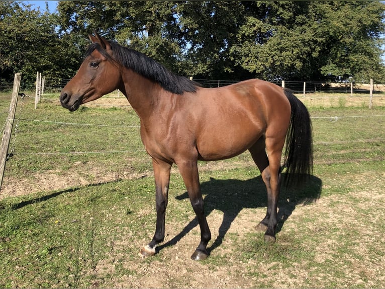 Berber-Arabier Merrie 6 Jaar 150 cm Bruin in Cintr&#xE9;