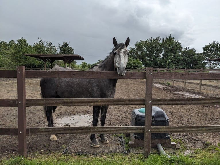 Berber-Arabier Merrie 6 Jaar 157 cm in Schwall/Emmelshausen