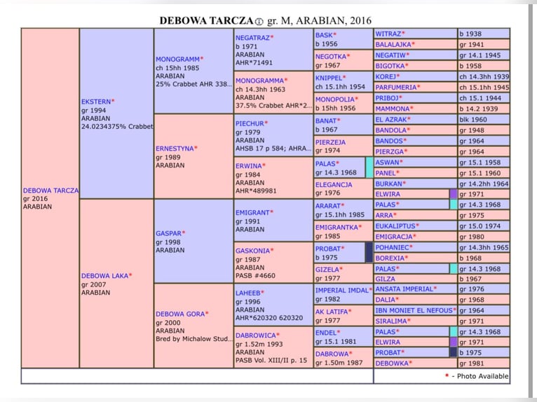 Berber-Arabier Merrie 9 Jaar 153 cm Vliegenschimmel in Chimay