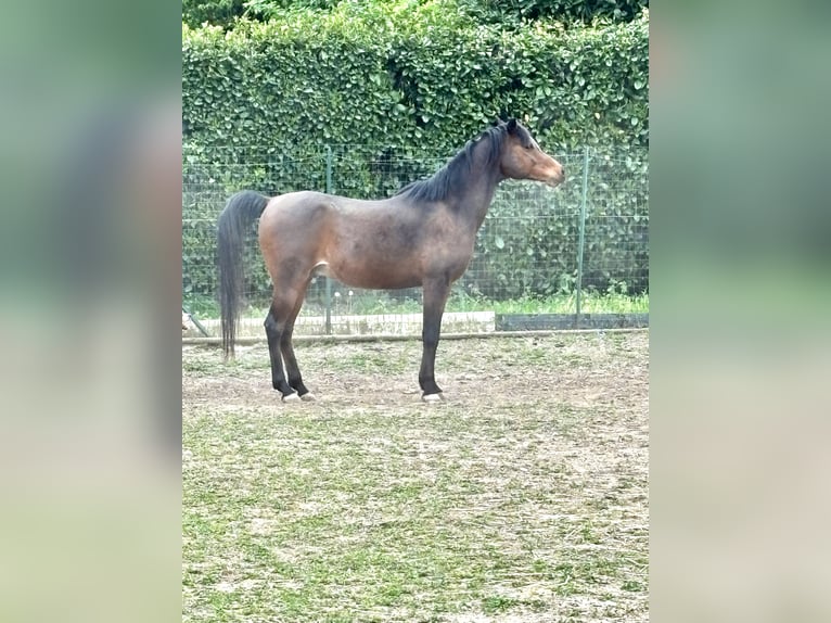 Berber-Arabier Ruin 13 Jaar 160 cm Bruin in Paderno Dugnano