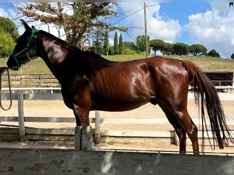Berber-Arabier Ruin 6 Jaar 162 cm Donkere-vos in Formello
