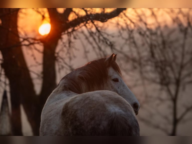 Berber Mix Gelding 10 years 14.2 hh Grey-Dapple in Schwarzach