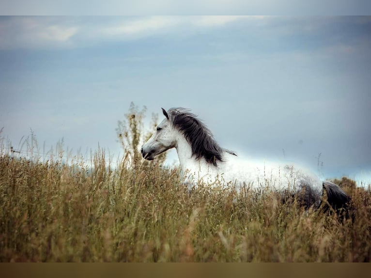 Berber Mix Gelding 10 years 14.2 hh Grey-Dapple in Schwarzach