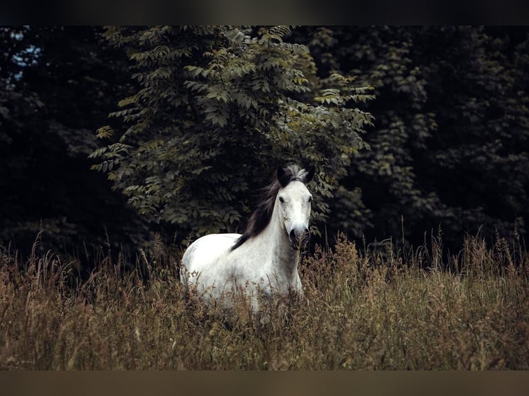 Berber Mix Gelding 10 years 14.2 hh Grey-Dapple in Schwarzach