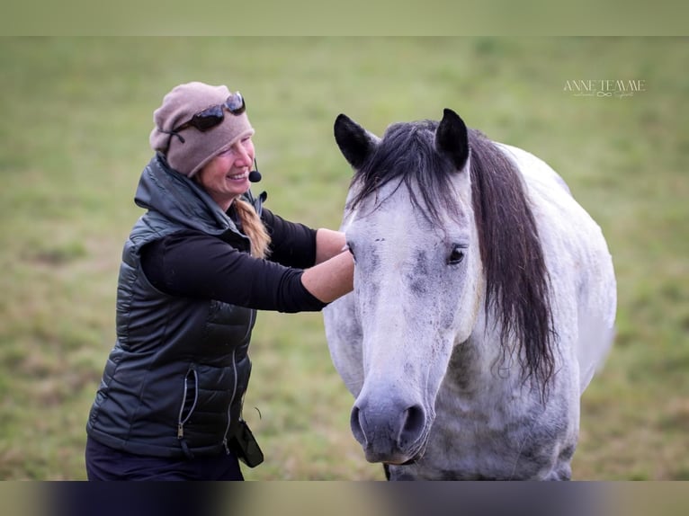 Berber Mix Gelding 10 years 14,2 hh Grey-Dapple in Schwarzach