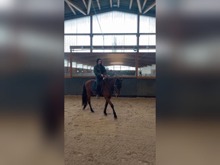 Berber Gelding 12 years 15 hh Brown in Ketzin