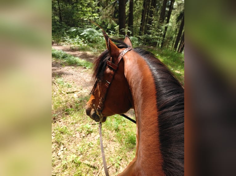 Berber Gelding 14 years 15,2 hh Brown in Oberzent