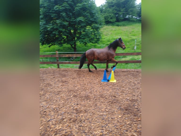 Berber Gelding 14 years 15,2 hh Brown in Oberzent