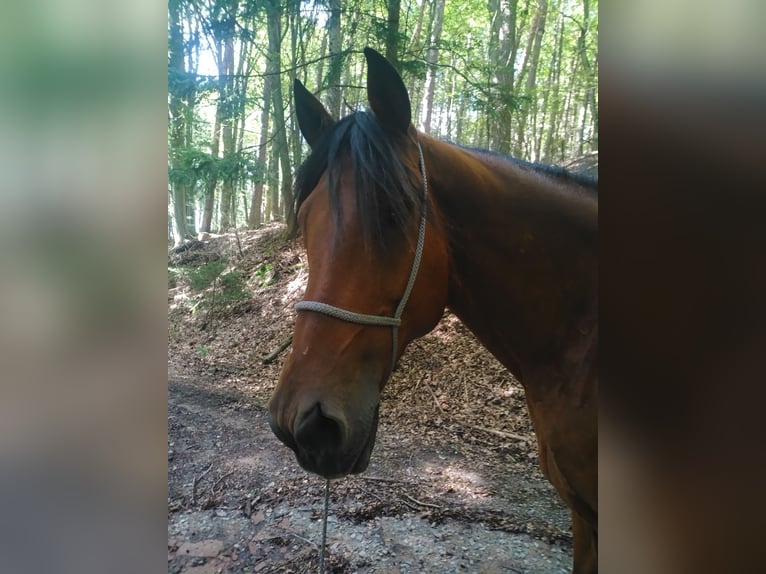 Berber Gelding 14 years 15,2 hh Brown in Oberzent