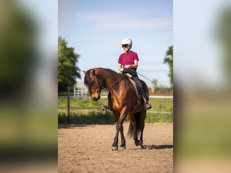 Berber Gelding 14 years 15,2 hh Brown in Oberzent