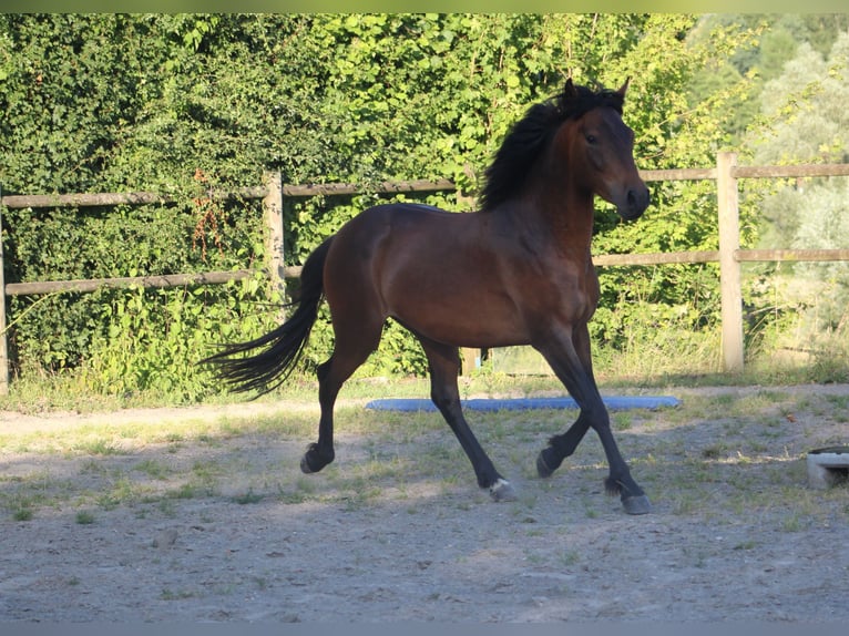 Berber Gelding 3 years 14,2 hh Brown in Sippenaeken