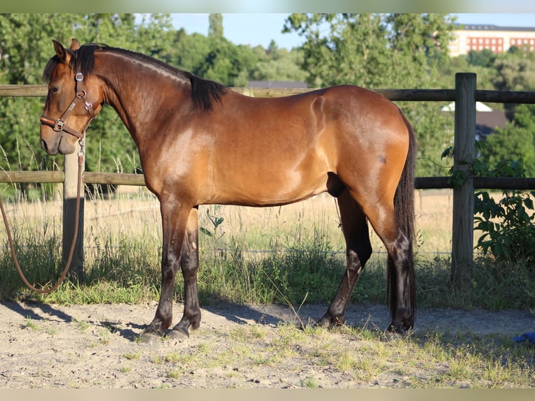 Berber Gelding 3 years 14,2 hh Brown in Sippenaeken