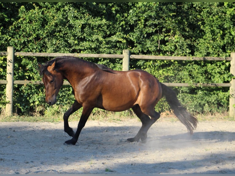 Berber Gelding 3 years 14,2 hh Brown in Sippenaeken