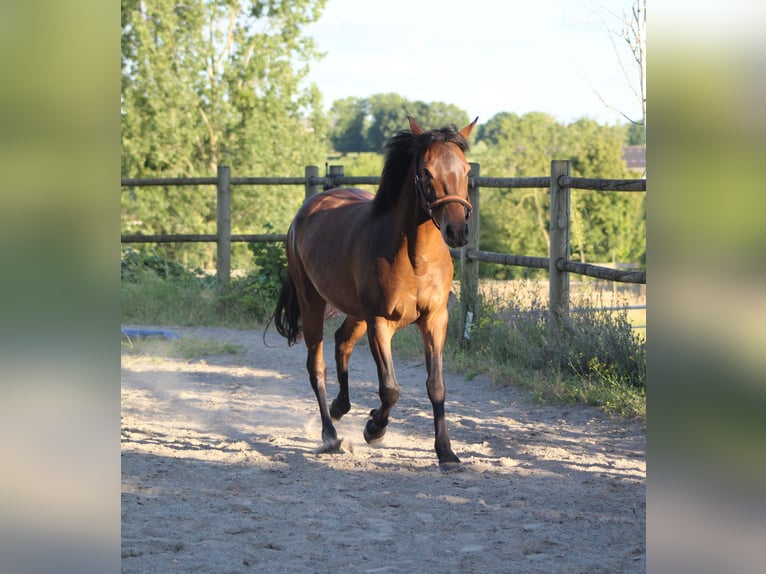 Berber Gelding 3 years 14,2 hh Brown in Sippenaeken
