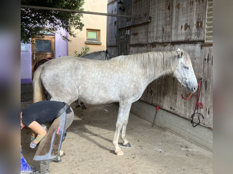 Berber Gelding 3 years 15,1 hh Gray in Heidenburg