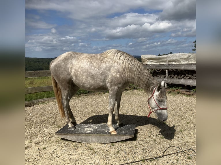 Berber Gelding 3 years 15,1 hh Gray in Heidenburg