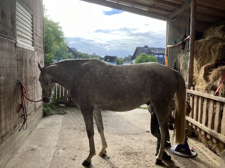 Berber Gelding 3 years 15,1 hh Gray in Heidenburg