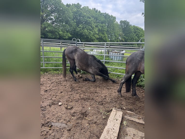 Berber Gelding 3 years 15.1 hh Grey in Zülpich Schwerfen