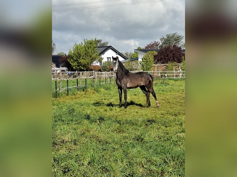 Berber Gelding 3 years 15.1 hh Grey in Zülpich Schwerfen
