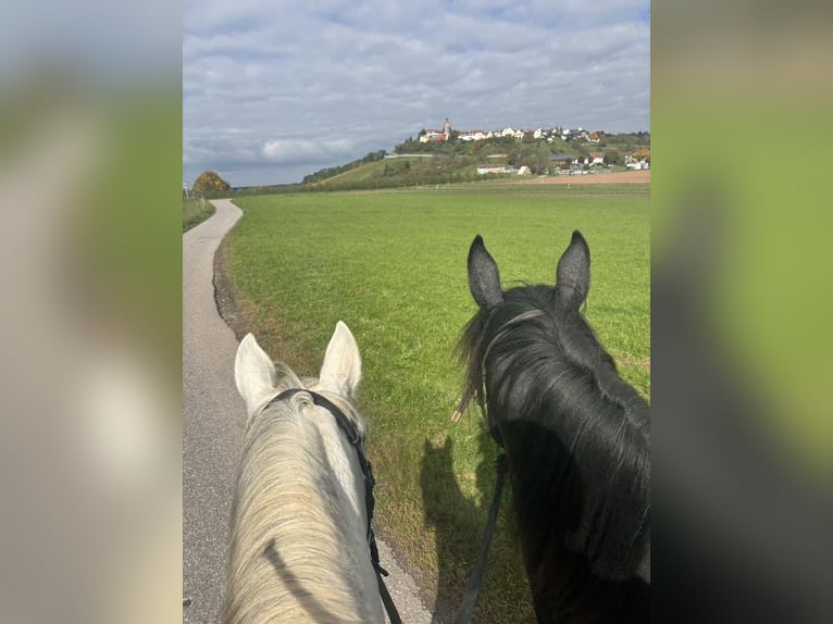 Berber Gelding 4 years 15.2 hh Grey in Winnenden