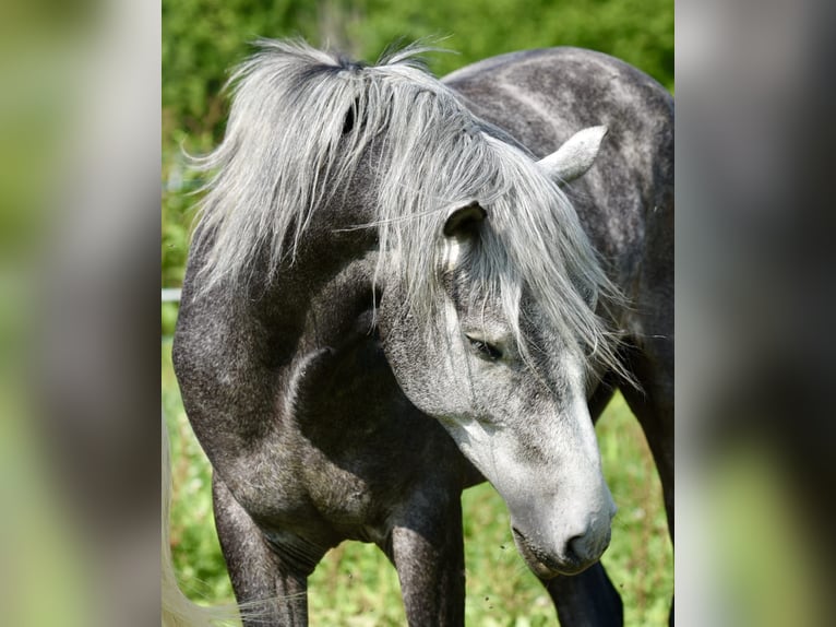 Berber Gelding 4 years 15,1 hh Grey in Belley