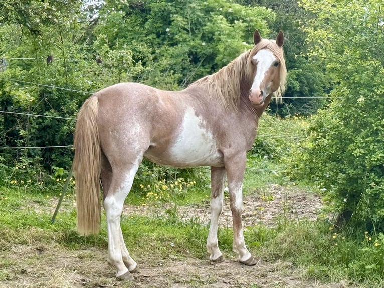 Berber Gelding 5 years 15 hh Sabino in Goe